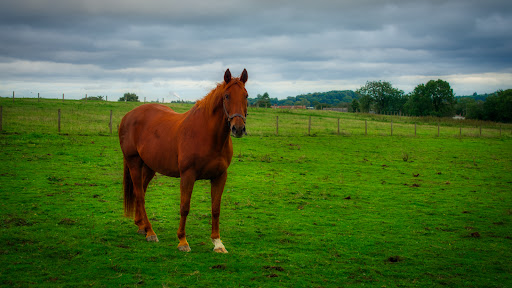 Newpark Farm - Thumbnail