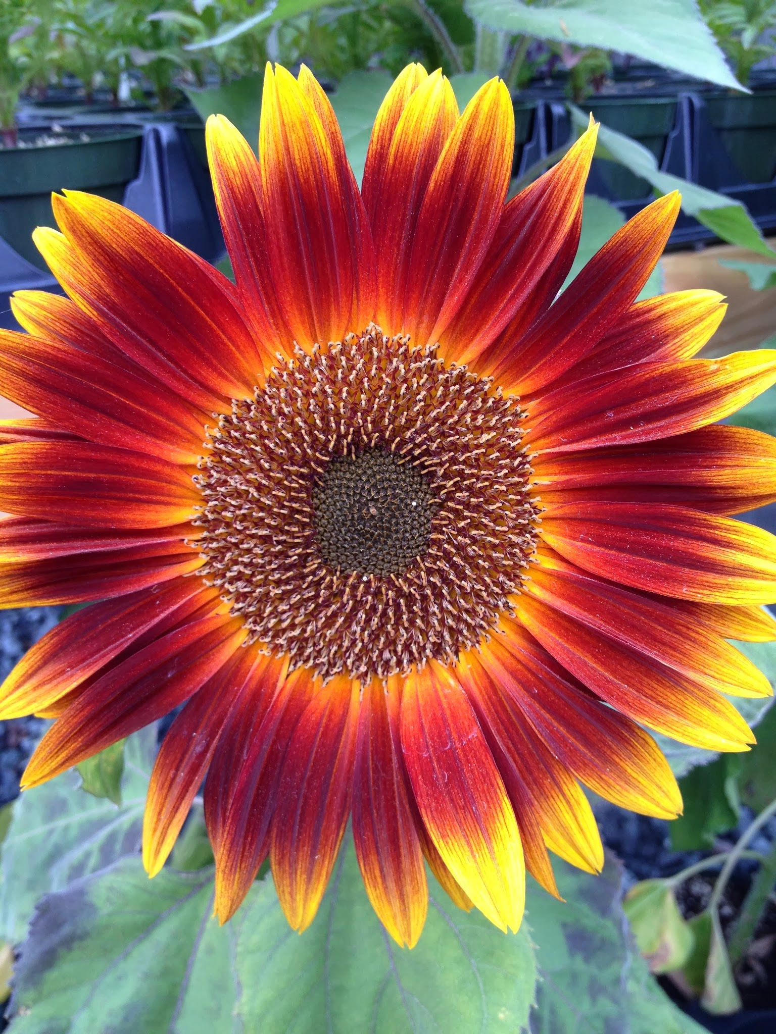 Bowensville Farm and Nursery