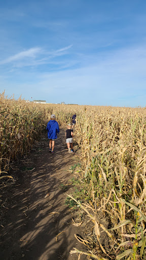 Youth Farm Corn Maze - Thumbnail