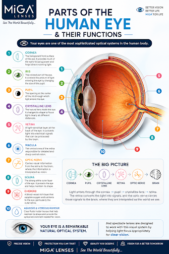 👁️ PARTS OF THE HUMAN EYE & THEIR FUNCTIONS post image