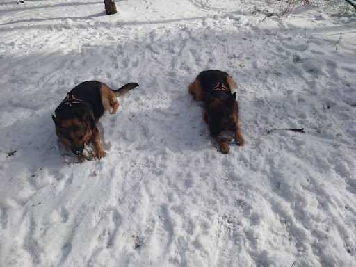 Kusens backes Hundpark Gallery - Sweden