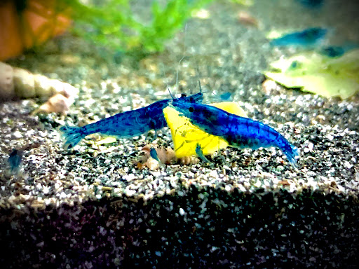 Garnelenoase Sandra Schlößer - Thumbnail