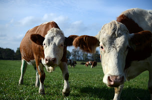 Photo n°44 de Ma Biche à Paris (Restaurant français)