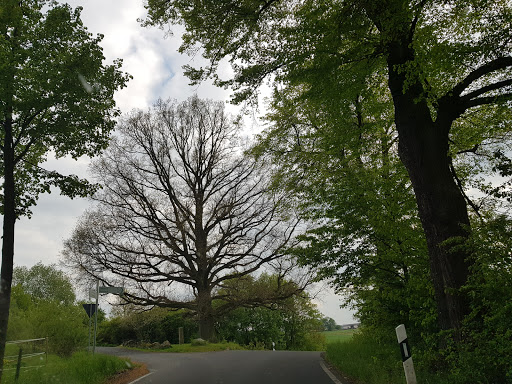 Kaisereiche - Thumbnail