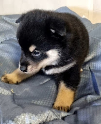 Photo n°6 de ELEVAGE L'échappée Bleue à Charmois-l'Orgueilleux (Éleveur de chiens)