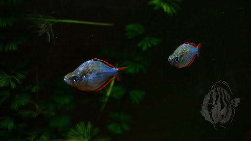 Aquarium Curuá - Thumbnail