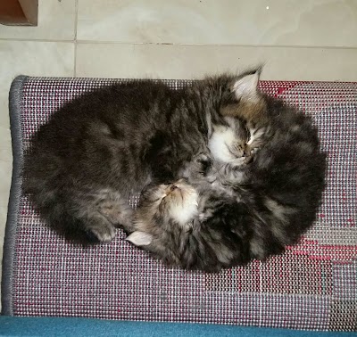Photos of PET MERAK JINGGA