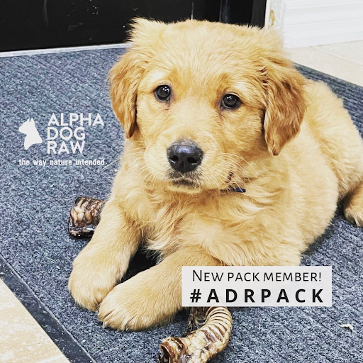 ADR Pet Stores - Newmarket - Thumbnail