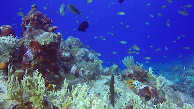 Photos of St-Barth Plong&eacute;e Birdy Dive Center