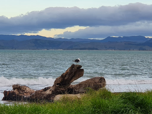 Te Papa Puninga Camping Area - Thumbnail