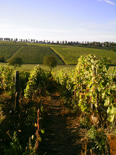 Grape Escapes - Visual