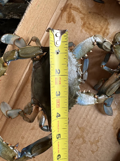 CRABS EXPRESS INC Gallery - United States
