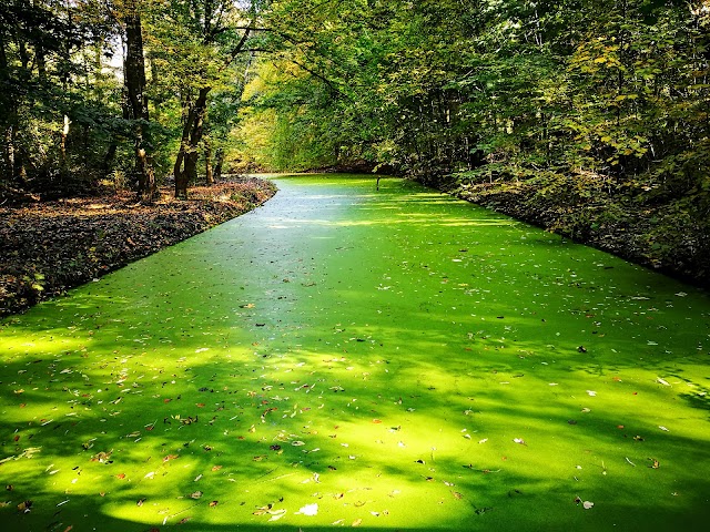 Amsterdamse Bos