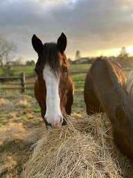 Photo n°9 de Scea Gonnegirls à Gonneville-en-Auge (Ferme bio)
