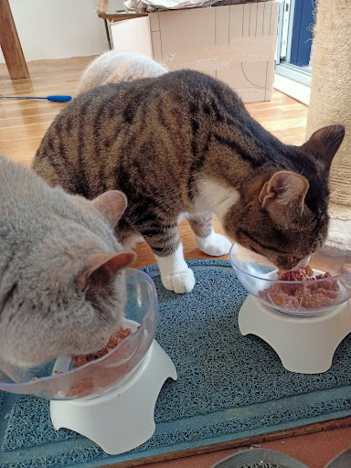 CatFuel - Visual
