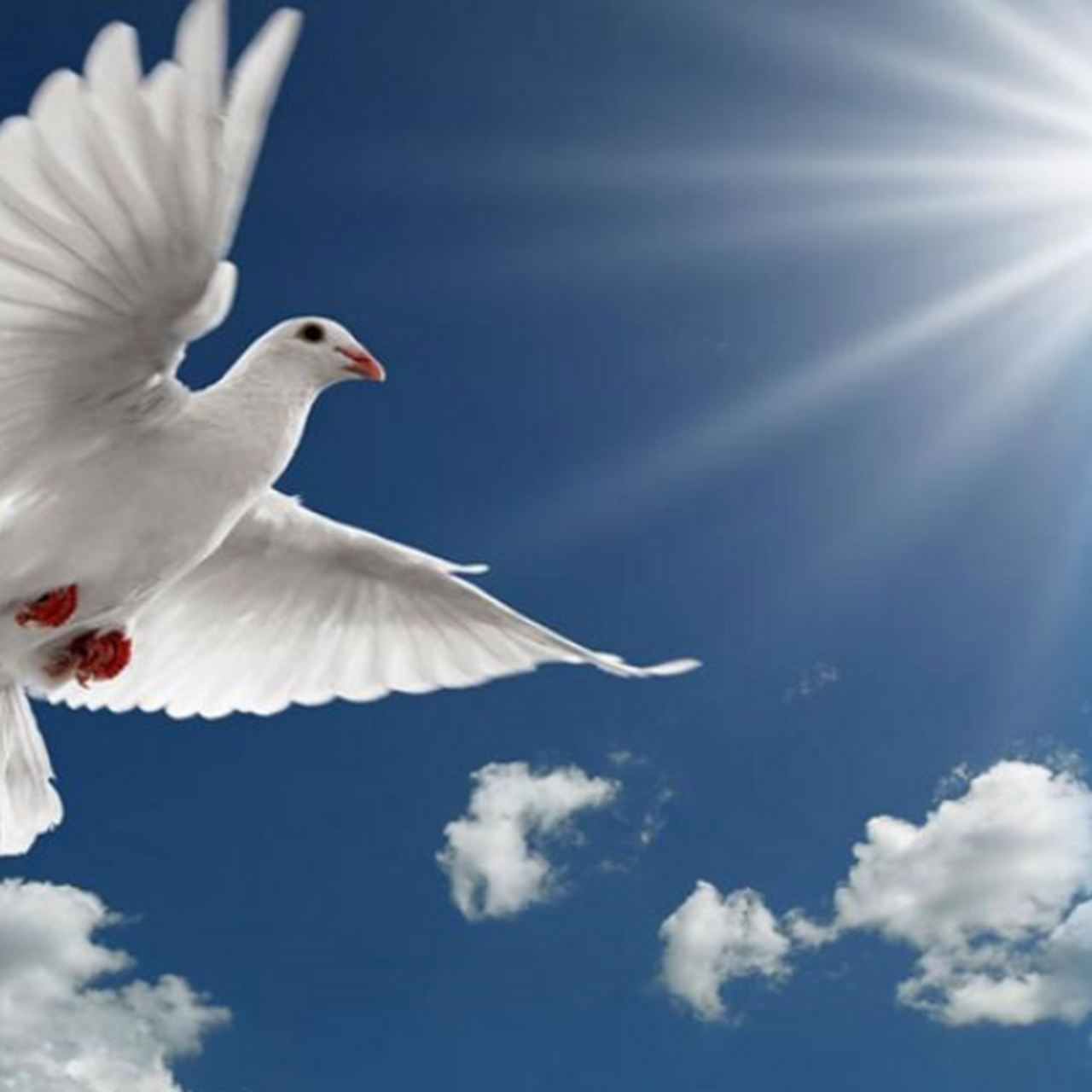 парящий голубь. полет птицы 1988. белый голубь. в высь небесную взлетел голубь. белый голубь.