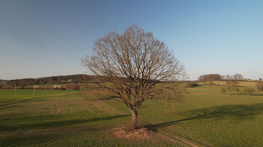 Feldeiche - Visual