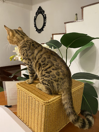 Kedutaan Kucing