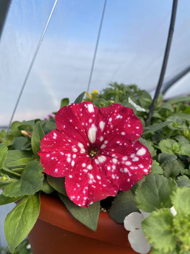 Whistle Stop Farm & Flowers - Thumbnail