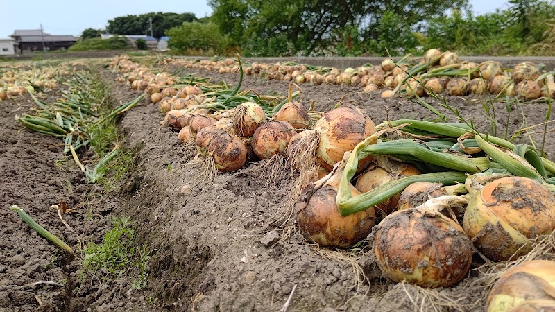 洲本農園 淡路島玉ねぎ -しまにしき直売店-洲本インター近く🧅