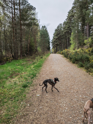 Culbokie Forest - Thumbnail