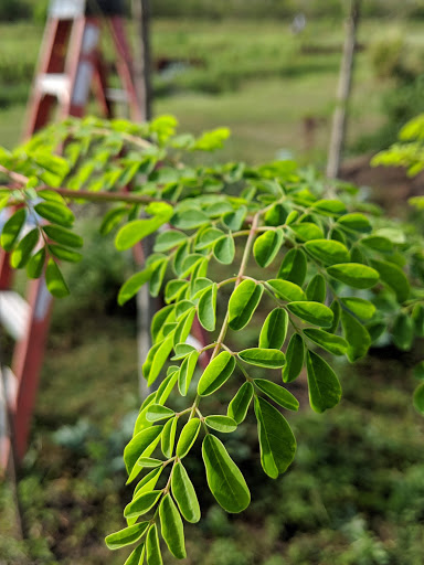 Osceola Organic Family Farm