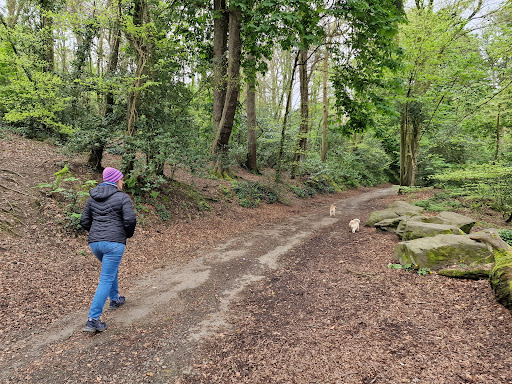 Ford Woods