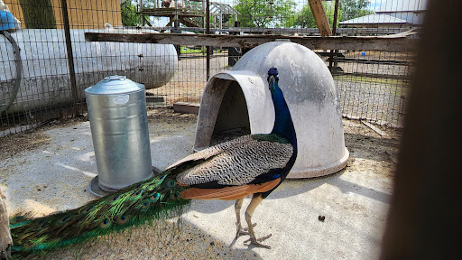 Calder Dairy and Farm - Thumbnail