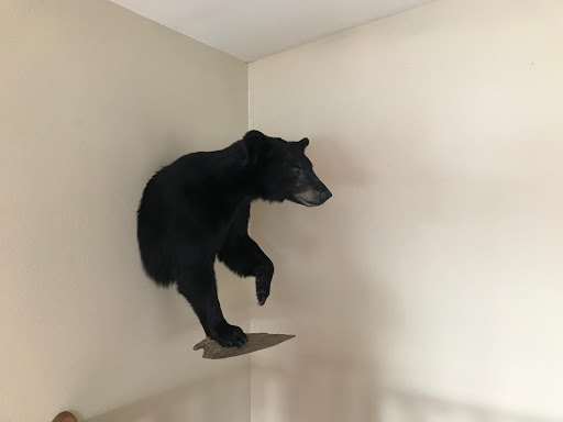 Animal Art Taxidermy Studio - Thumbnail