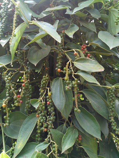 Photos of ម្រេចសំឡូត