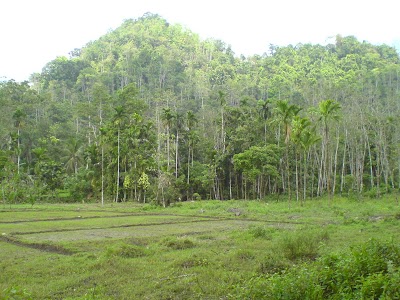 Photos of Paniyawala Rain Forest