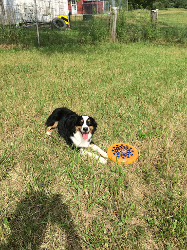 Lucky Dog Paws, LLC. Dog Boarding Service - Thumbnail