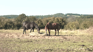 Photo n°34 de Domaine des Pierres Jumelles - Balade à cheval - Chambre d’hôtes-Hébergements insolites-Mayenne à Sainte-Gemmes-le-Robert (Terrain pour camping-cars)
