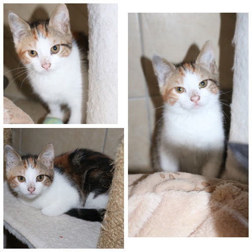 Photo de Refuge de Sassay 41 (Loir-et-Cher)