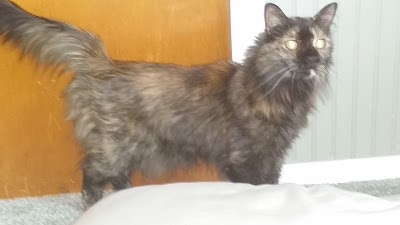 Photos of Foothills Animal Shelter
