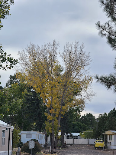 Camptown Of Show Low LLC - Thumbnail