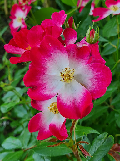 Ô Jardin Paisible - Thumbnail