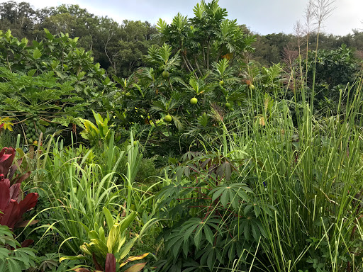 Regenerative Organic Breadfruit Agroforest