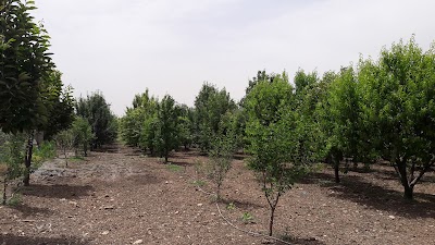 Photos of Raqeb Volvo