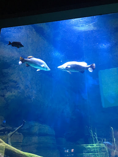 Aquarium World Cairns - Thumbnail
