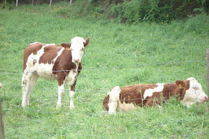 Photo n°6 de Escale Paysanne Magasin de producteurs à Veauche (Magasin)