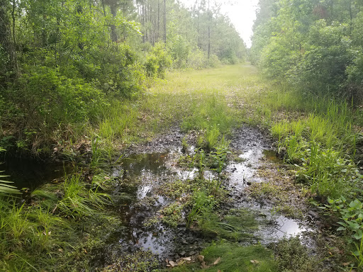 Newnans Lake Conservation Area North Tract - East Trailhead