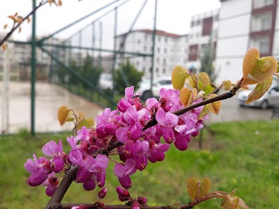 Mehmet Zahid Kotka Anadolu Imam Hatip High School