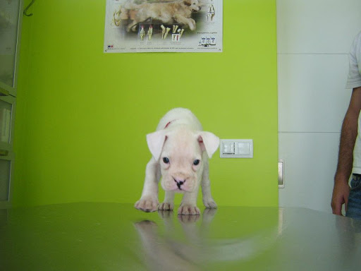 Clínica Veterinaria Quercus