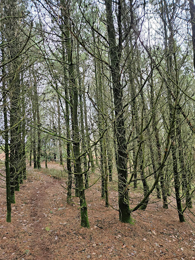 'Life for a Life' Memorial Forest - Thumbnail