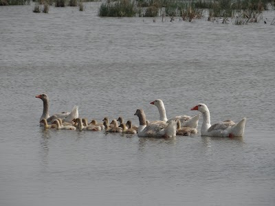 Photos of جبايش