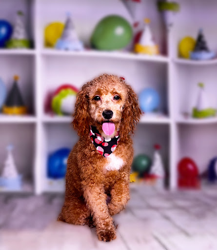 OUTRISE PET SALON - Thumbnail