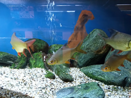 Mini Aquarium - Thumbnail