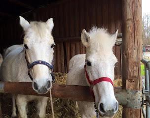 Photo n°5 de EQUISPORTS à Erstein (Centre équestre)