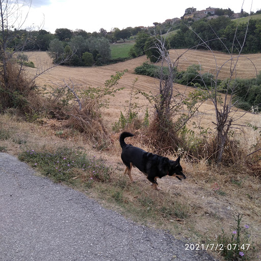 Fonte Grande - Visual